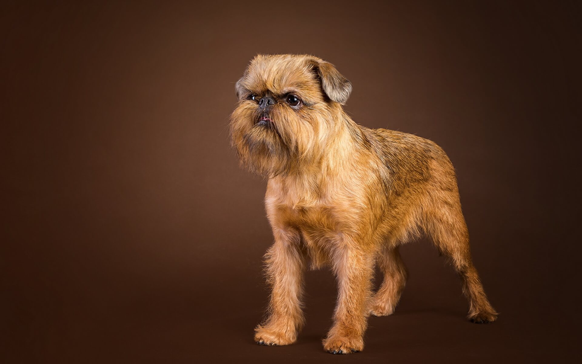 8 Small Dogs That Don't Shed | Non-Shedding Dog Breeds