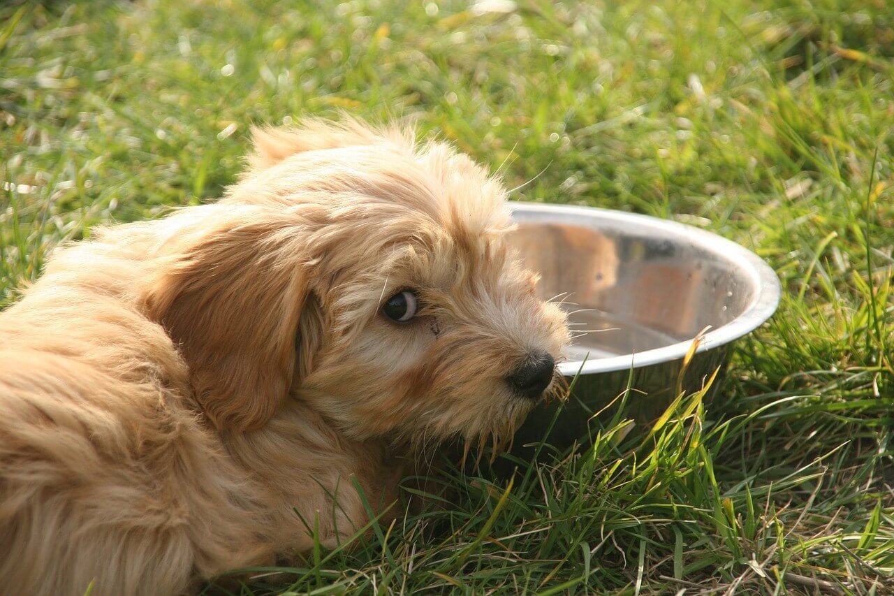  Symptoms Of Diabetes In Dogs