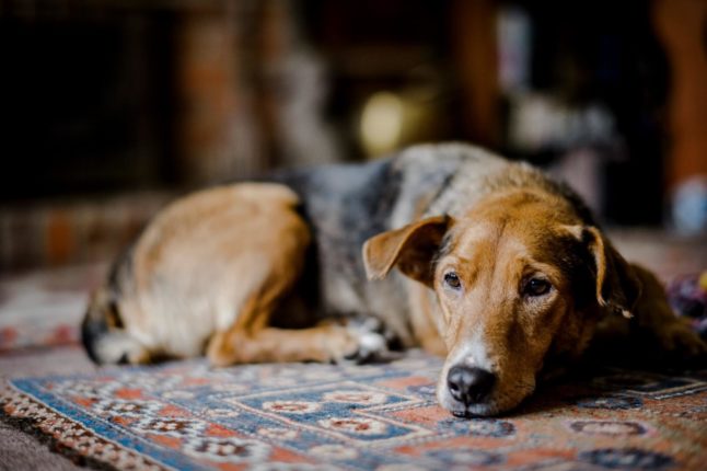 Answers Of What To Do When Your Dog Dies? | Pets Nurturing