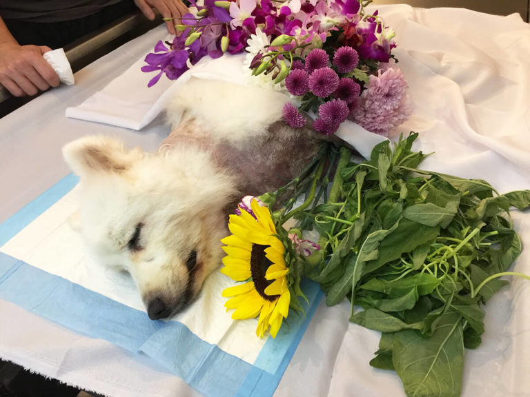 Answers Of What To Do When Your Dog Dies? Pets Nurturing