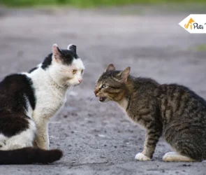 cats talking To each Other