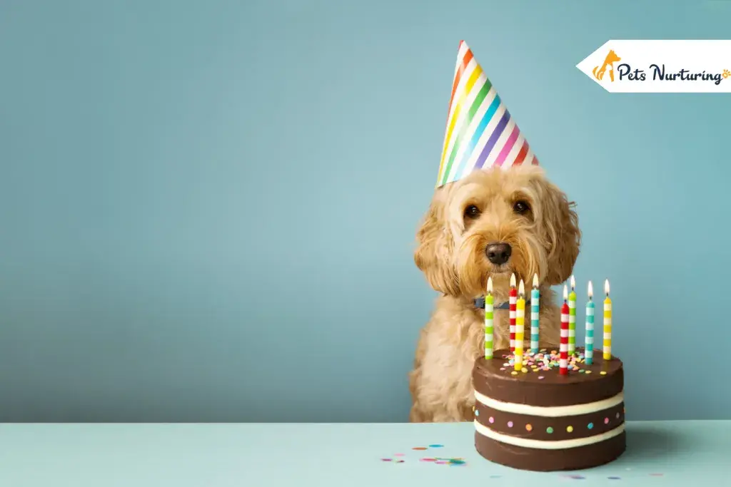 dog birthday celebration