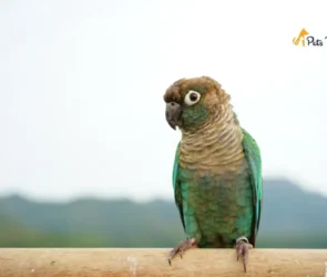 green cheeked conure