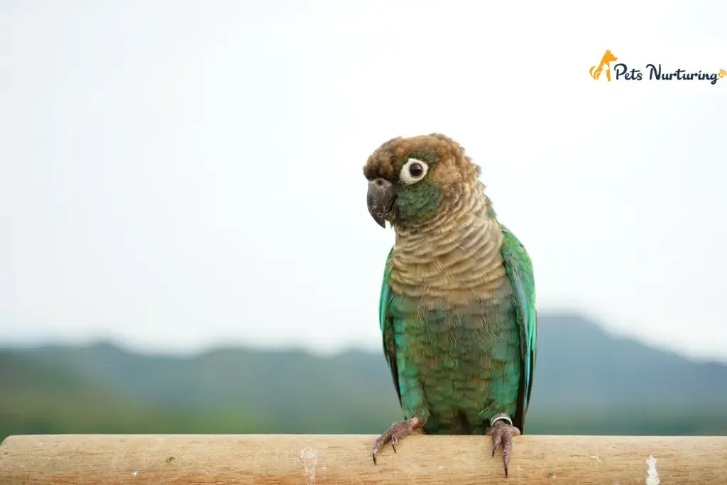 green cheeked conure