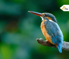 how long do birds live