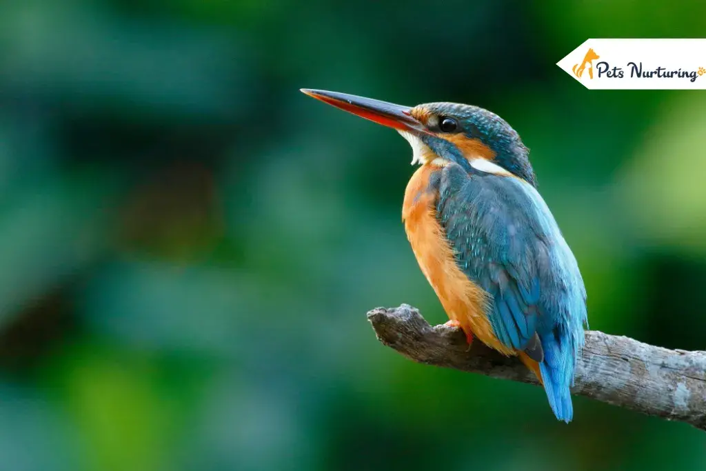 how long do birds live
