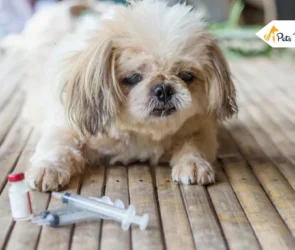 symptoms Of diabetes In dogs