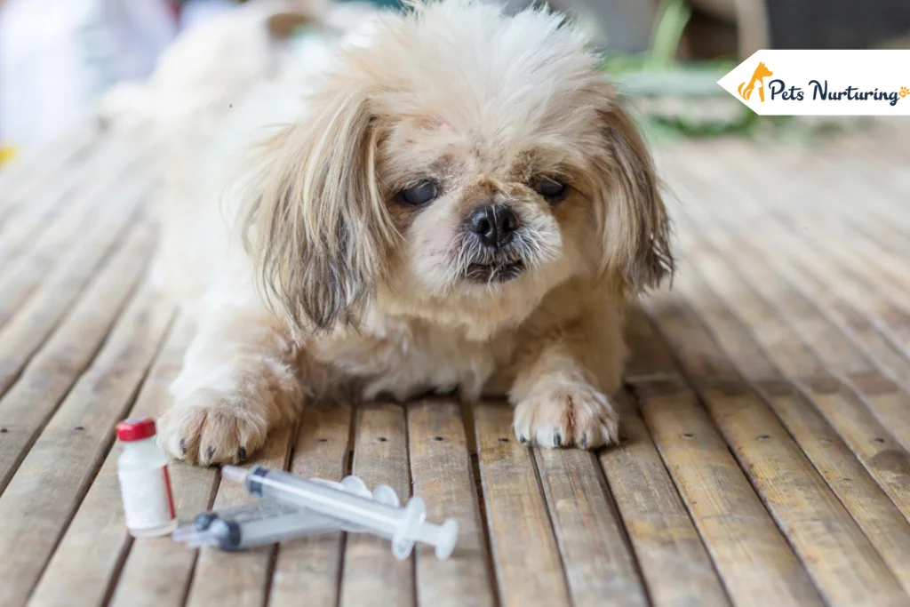 symptoms Of diabetes In dogs