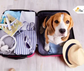 tips for drivers travelling with pets
