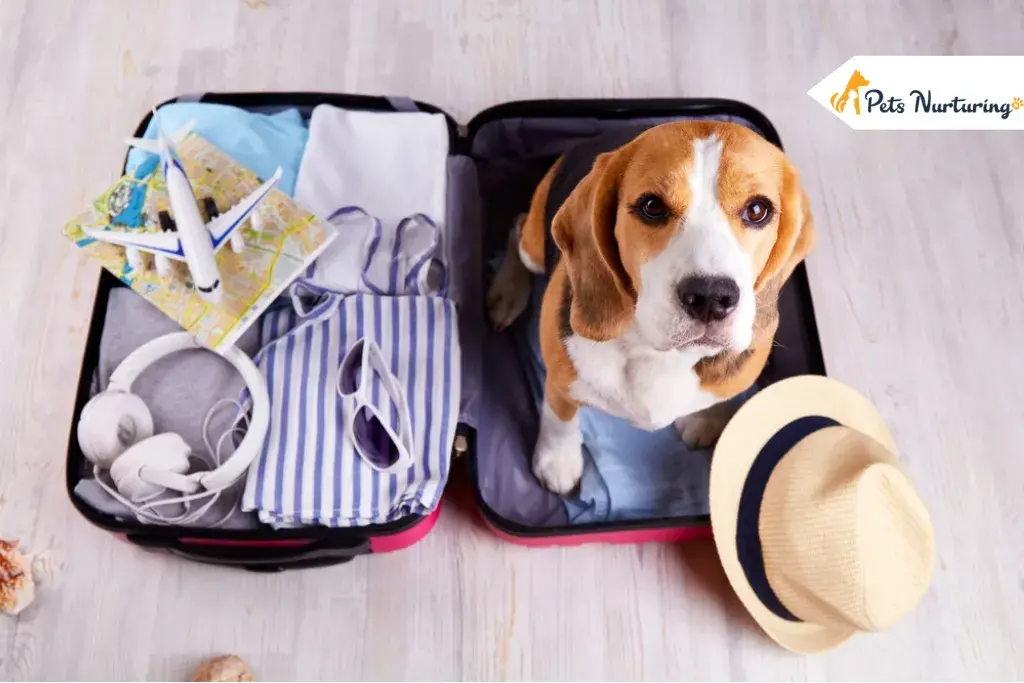 tips for drivers travelling with pets