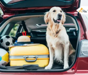 traveling with Dogs