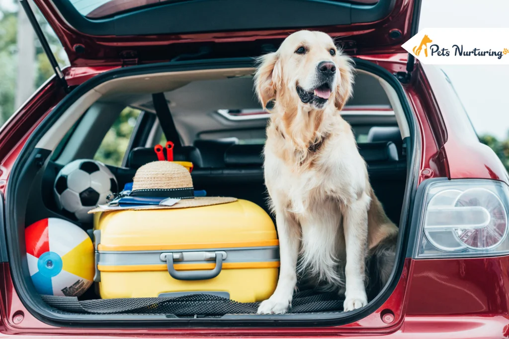 traveling with Dogs