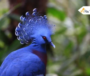 victoria crowned Pigeon