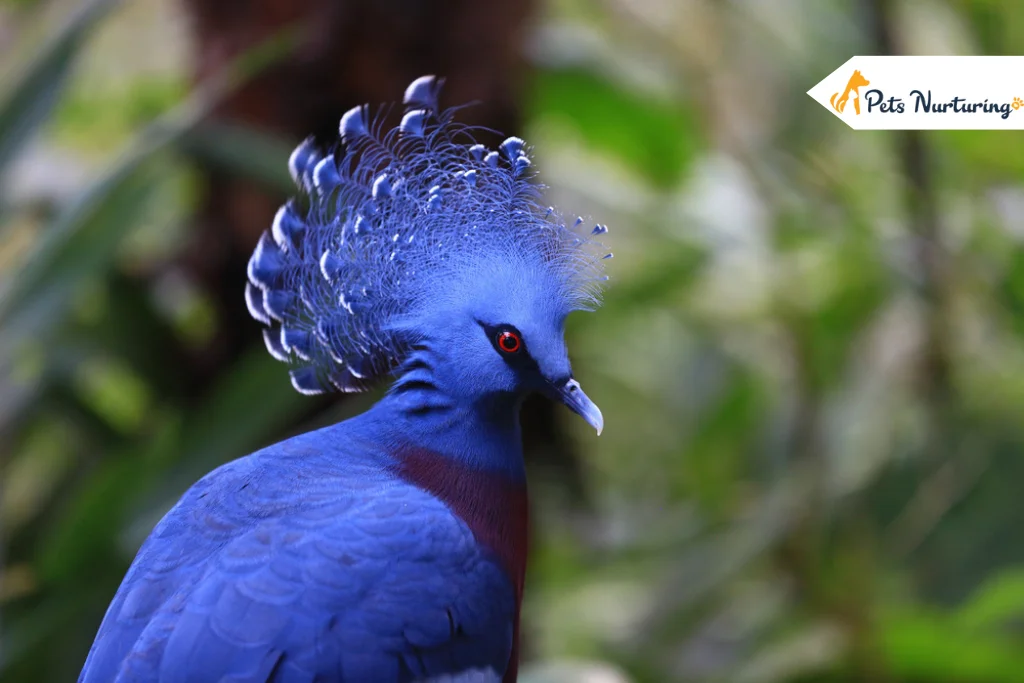 victoria crowned Pigeon