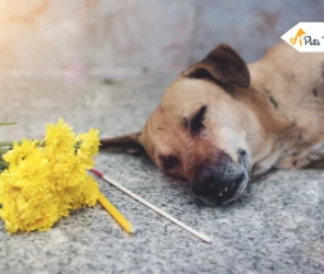 what To do when Your Dog Dies