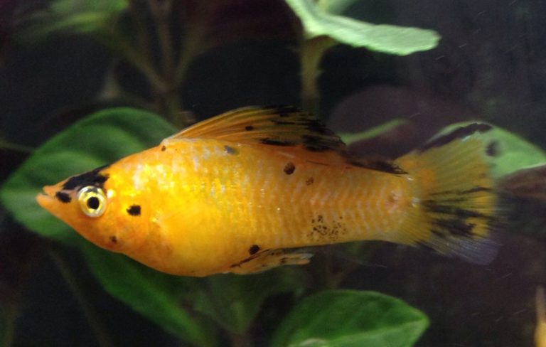 Balloon Molly Fish For Freshwater Aquariums | Pets Nurturing