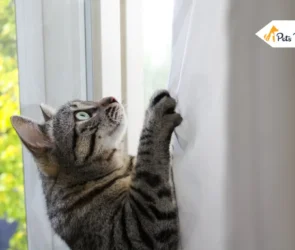 Cat Behavior Myth