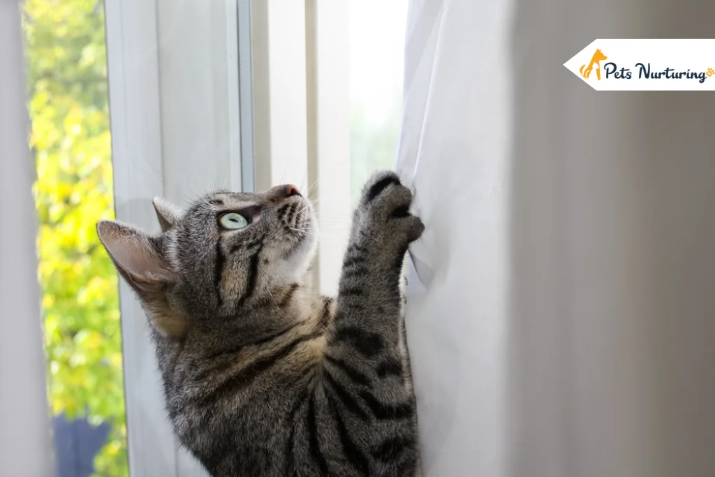 Cat Behavior Myth