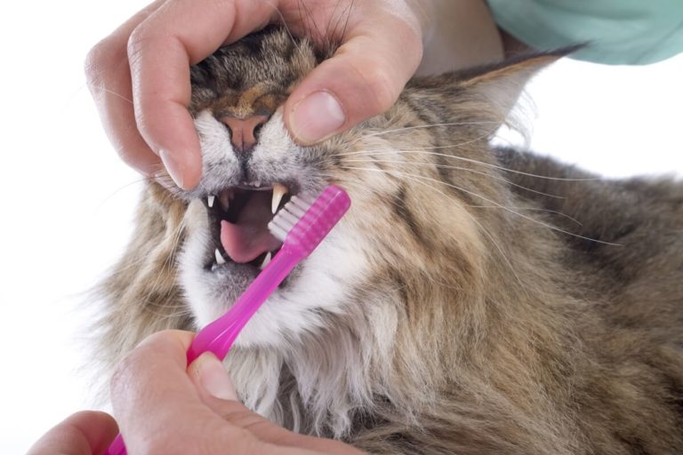 Top Effective Tips On Cat Teeth Cleaning Pets Nurturing
