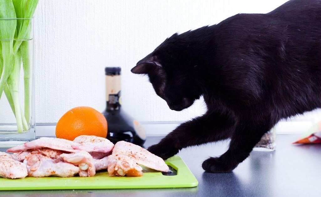Cat Teeth Cleaning