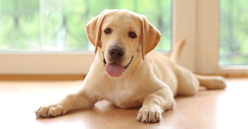 Dog Ear Infection