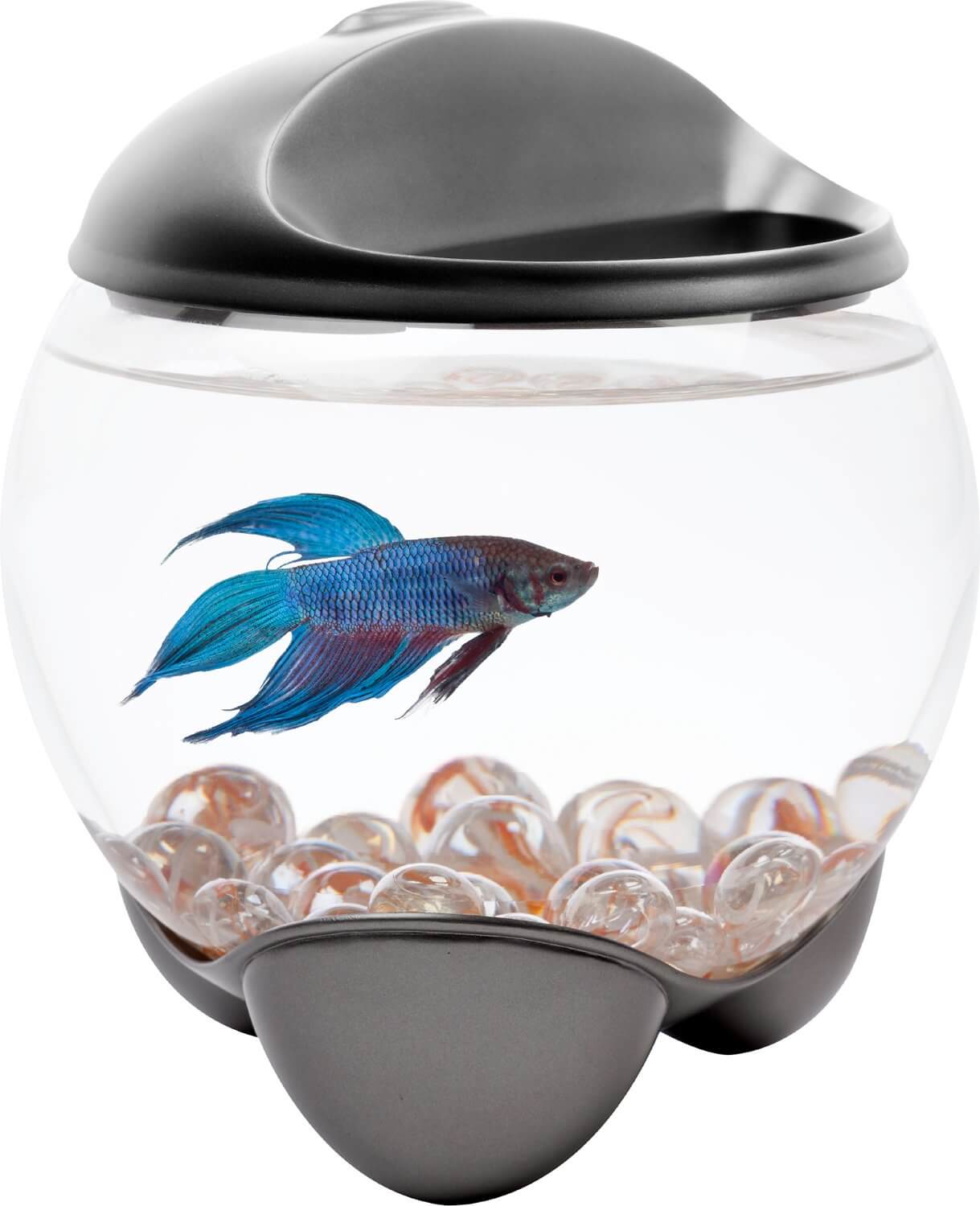 fish bowl 3 gallon