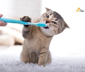 Tips On Cat Teeth Cleaning
