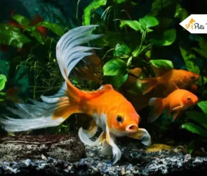 Ultimate Guides For Fish Dropsy
