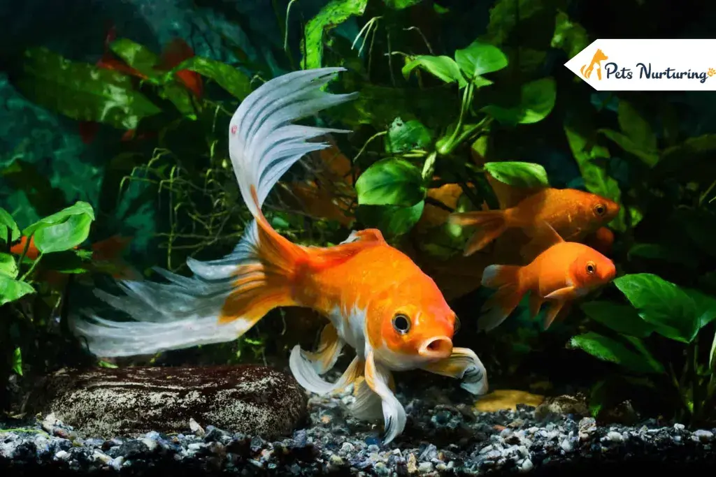 Ultimate Guides For Fish Dropsy