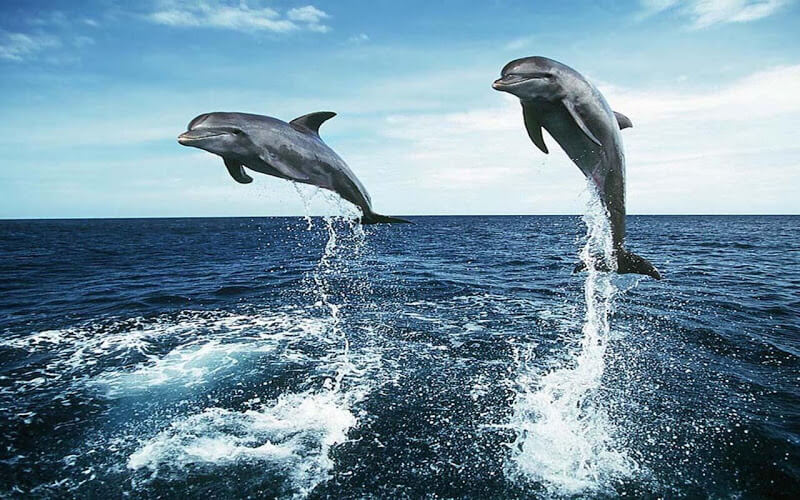 Zodiac Signs Animals: Pisces Sign Animal - Dolphin