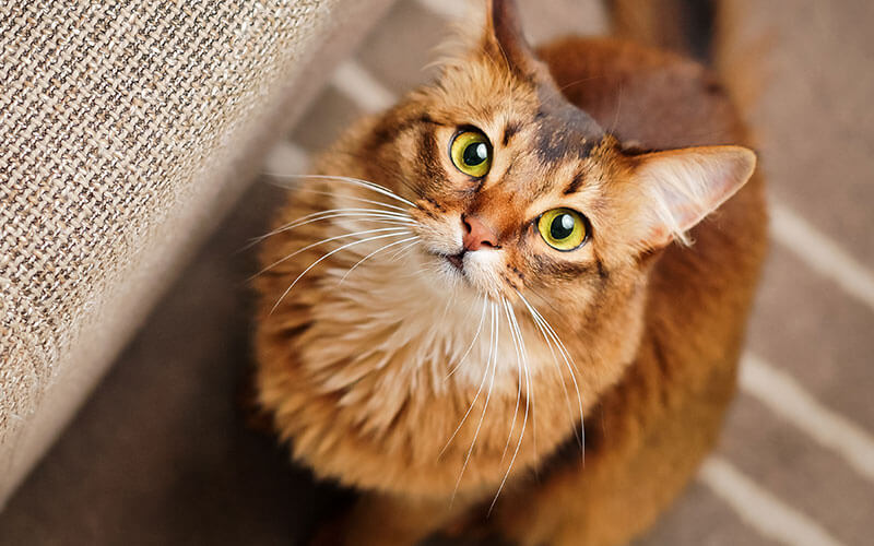 Zodiac Signs Animals: Cancer Sign Animal - Cat