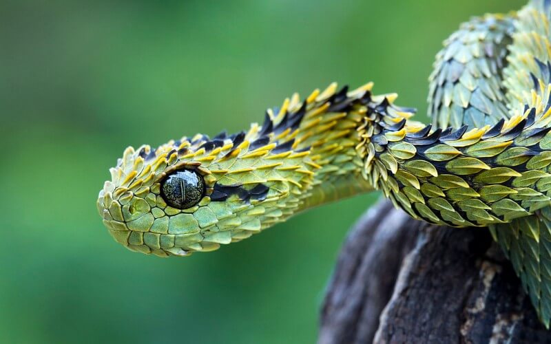 Zodiac Signs Animals: Scorpio Sign Animal - Snake
