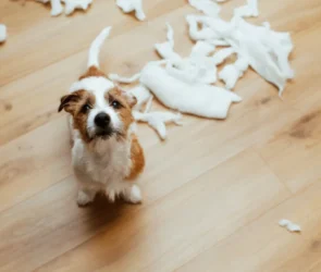 common dog behaviour Problems