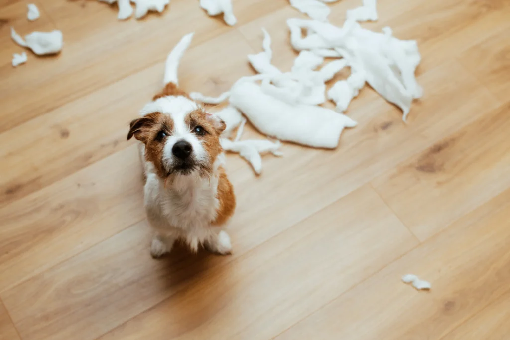 common dog behaviour Problems