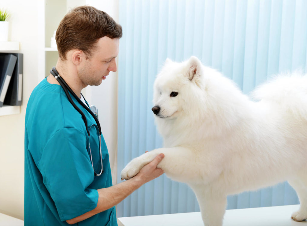 Arthritis in Dogs Best Treatment