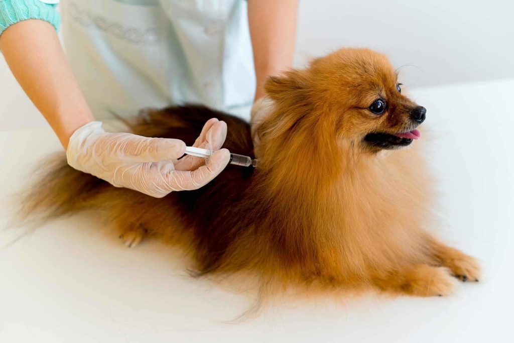  Arthritis in Dogs Best Treatment