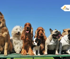 Arthritis in Dogs Best Treatments