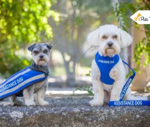 Assistance Dog