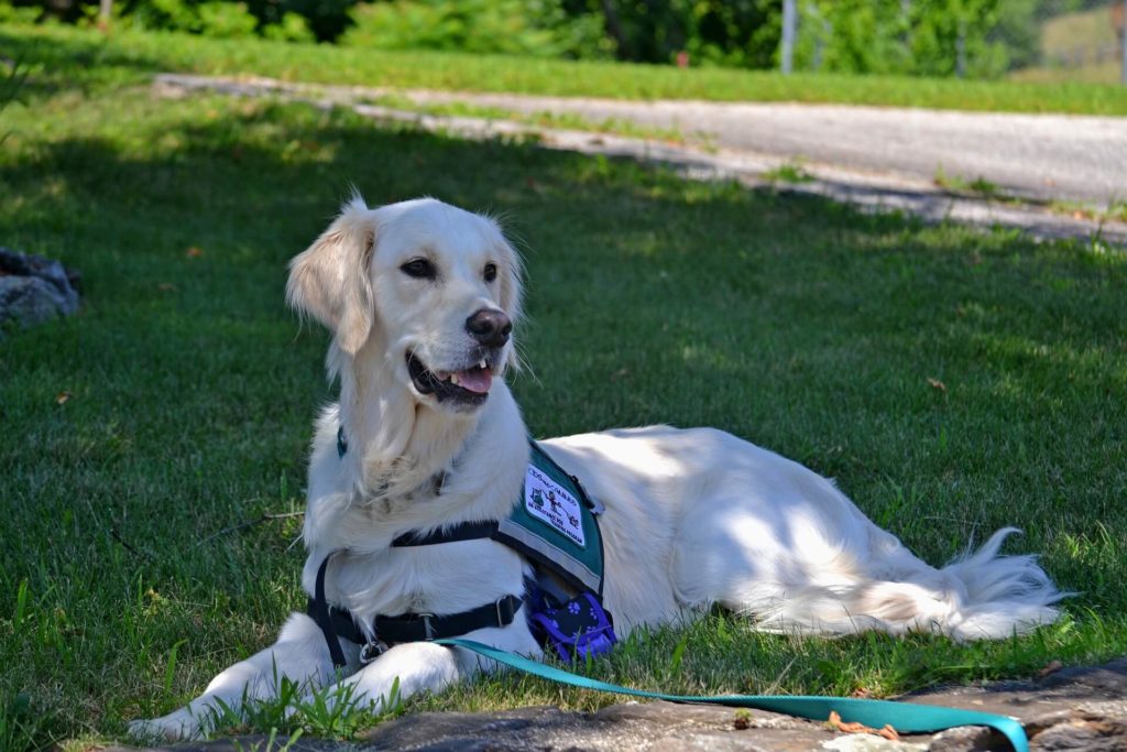 Assistance Dogs