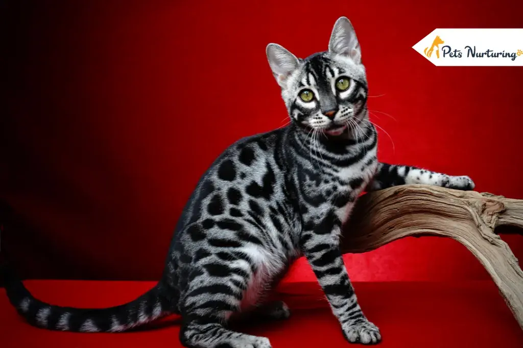 Bengal Cat