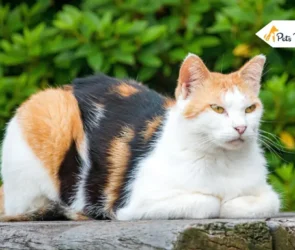Calico Cat Name