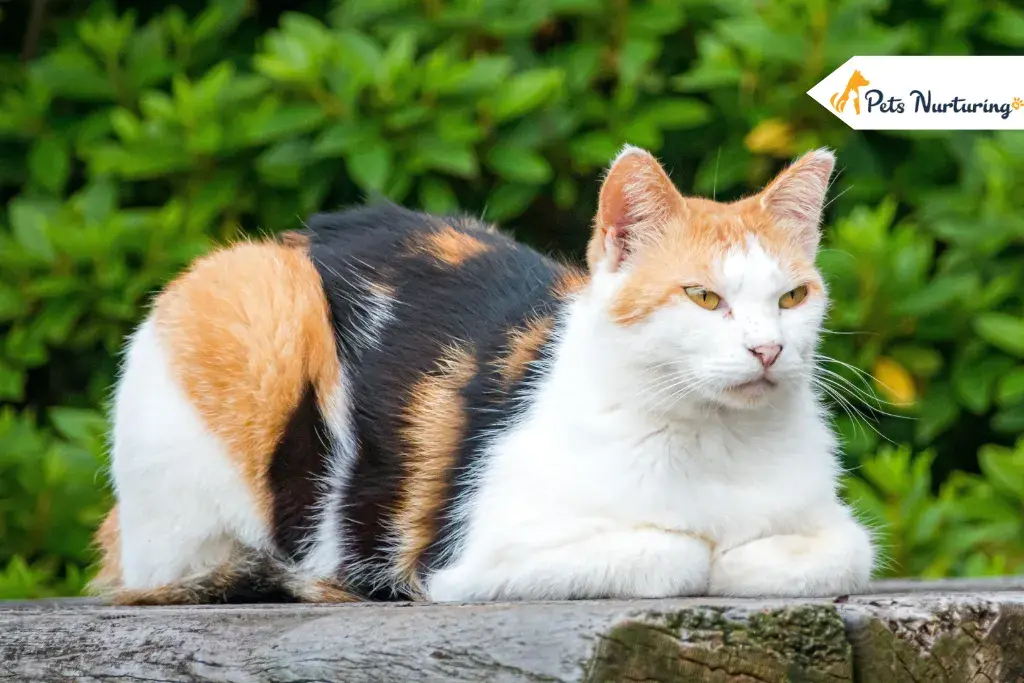 Calico Cat Name