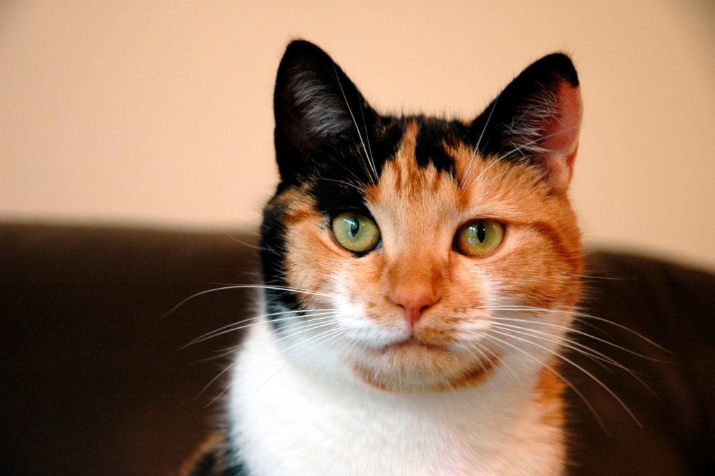 names for calico cats