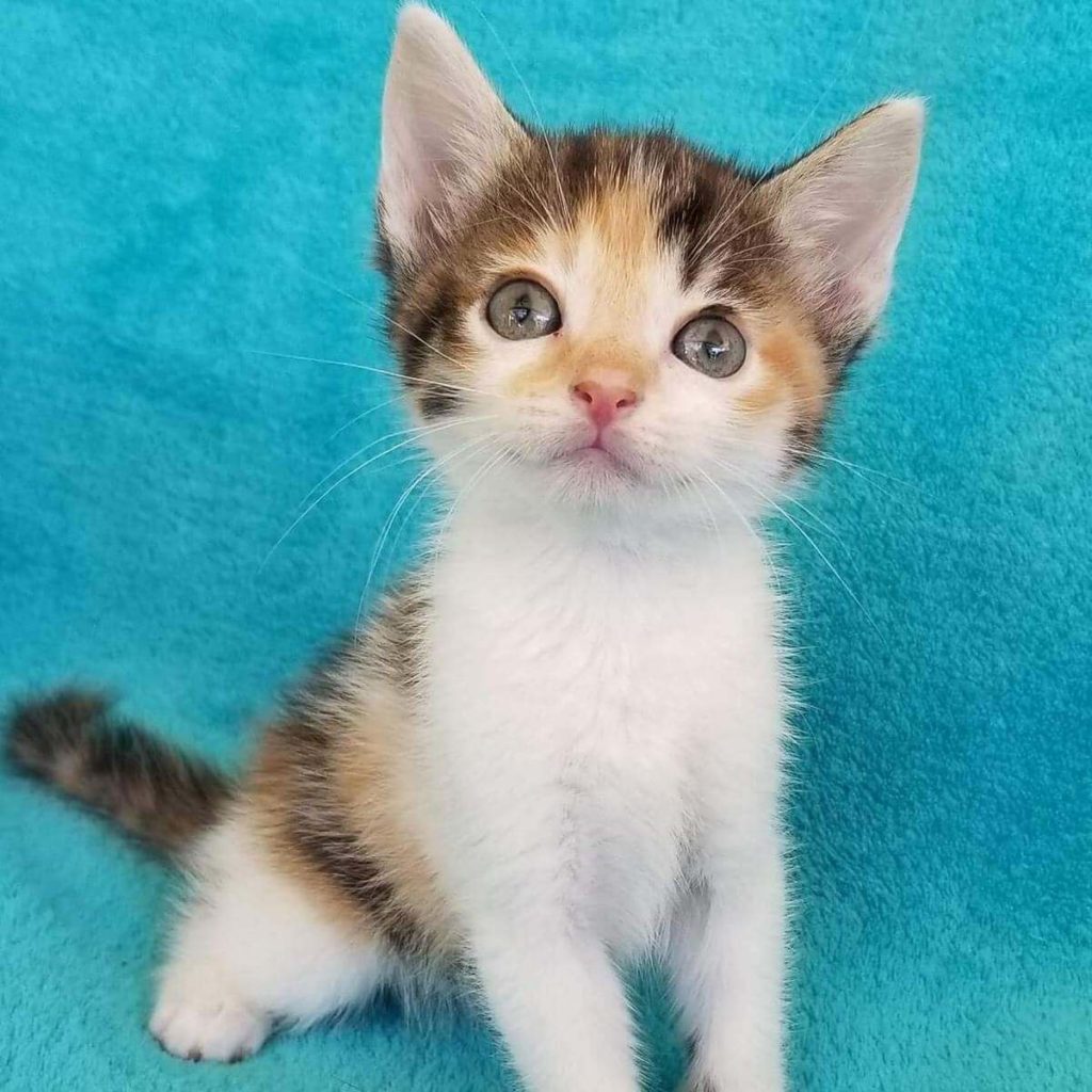 calico kittens