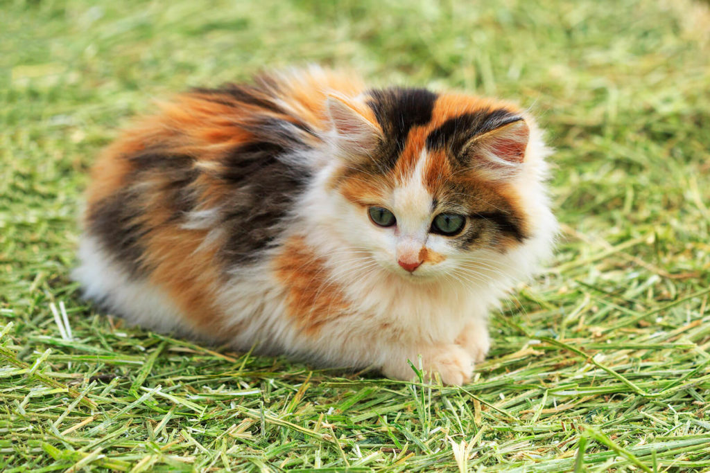 tortoiseshell cat and calico