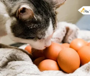 Can Cats Eat Egg