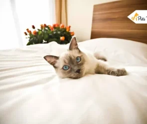 Cat Friendly Hotel