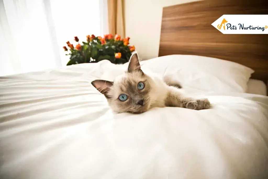 Cat Friendly Hotel