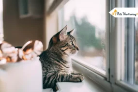 Do Cat get Lonely