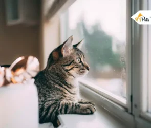 Do Cat get Lonely